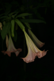 Brugmansia suaveolens 'Pink Beauty' RCP7-08 324.jpg